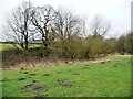 Molehills on the north bank of the River Dove