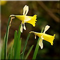 Wild daffodils by Tuns Lane, 3