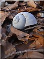 Snail-shell in the woods, Mickleham Downs