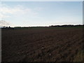 Field at Backmuir Wood