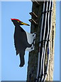 Woodpecker decoy in Aberystwyth Road, detail