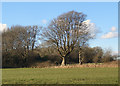SS8380 : Winter tree at Old Ballas, nr North Cornelly by eswales