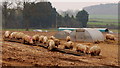 Free-range pigs at Bromsberrow Heath