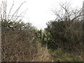 Gate in the hedge south of Newmarket