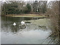 Swans on Alexandra Lake, Wanstead Flats