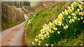 Wild daffodils by Moors Lane, 3