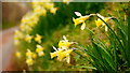 Wild daffodils by Moors Lane, 4