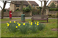 Daffodils, Braithwell