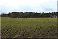 Grazing cattle near Flemington