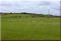 Grazing sheep at Dechmont