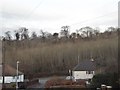 Rowliff Wood from New Road Close