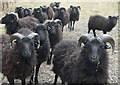 Friendly and curious sheep