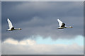 NY0565 : Whooper swans in flight at Caerlaverock by Walter Baxter