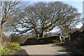 Tree at a bend in Steeple Lane, Worvas Hill