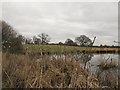 Bulrushes by a small flash