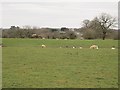 Sheep at Moston Manor