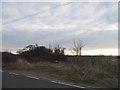 Copse by Bicester Road