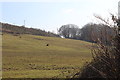 Pasture behind Oakdale Terrace, Penmaen