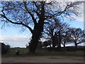 Trees by Shootacre Lane, Princes Risborough