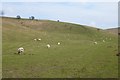 Sheep in Frendal Dale