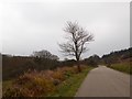 Solitary tree by road, Try Valley