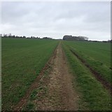 TL1462 : Path towards Bassmead Farm by Dave Thompson