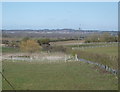 Grazing off Higham Bury Lane