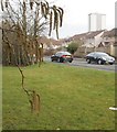 Alder catkins, Cowal Road