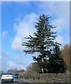 Tree by the A458