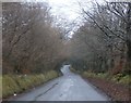 Tree-lined Road