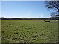 Grazing near Wakes End Farm