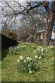 Daffodils in Broomfield Park, London N13