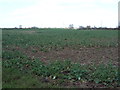 Crop field near Redhills Farm