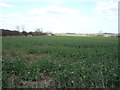 Oilseed rape crop near Wood Farm