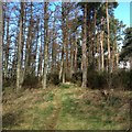 Woods near Wester Fisherton