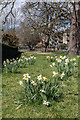 Daffodils, Broomfield Park, Palmers Green, London N13