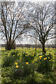 Daffodils, Broomfield Park, Palmers Green, London N13