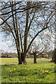 Daffodils, Broomfield Park, Palmers Green, London N13