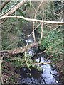 Canal feeder, Ickenham Green