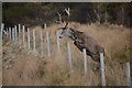 Deer Leaping a Fence in the Scottish Highlands