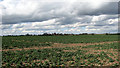 Oilseed rape crop field by Manor Farm