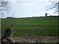 Crop field near Old Wellbury