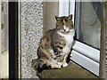 Sleepy cat on a window sill, Omagh