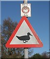 Beware ducks!