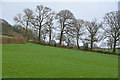 SS8907 : Mid Devon : Grassy Field by Lewis Clarke
