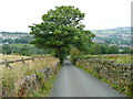 Goose Nest Lane, Norland