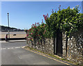 Pink, red and white Valerian with ivy on a wall, Kiln Close Lane, Instow