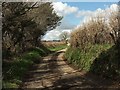 Lane near Beara Farm