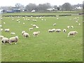 NY6827 : A field of many sheep by Oliver Dixon