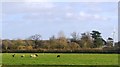 SK1112 : Sheep grazing, Fulbrook Farm by N Chadwick
